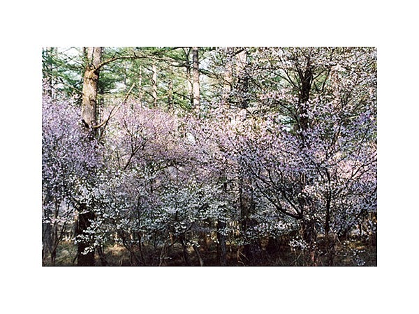 大石茶屋のレンゲツツジ及びフジザクラ群落