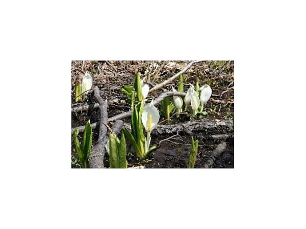 女満別湖畔の水芭蕉