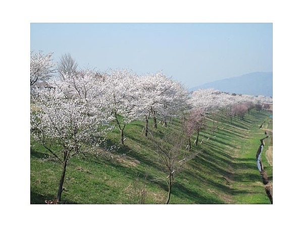 千曲川桜堤