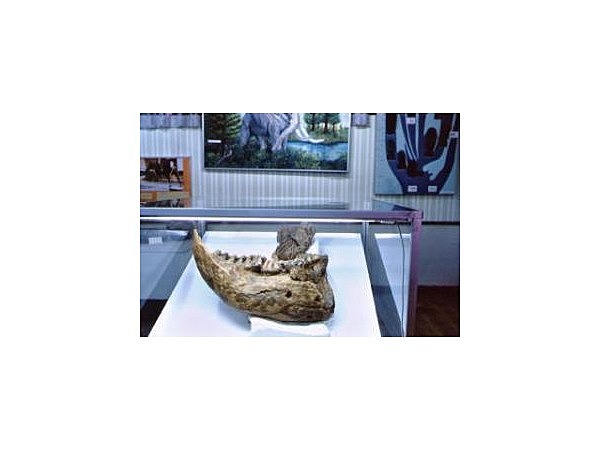 長野市立博物館分館戸隠地質化石博物館