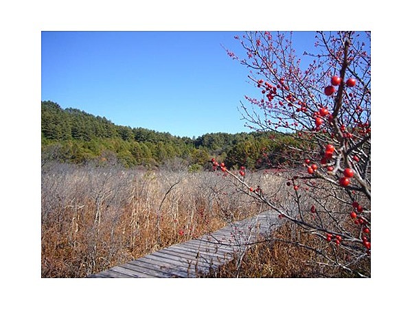 唐花見湿原トレッキングコース