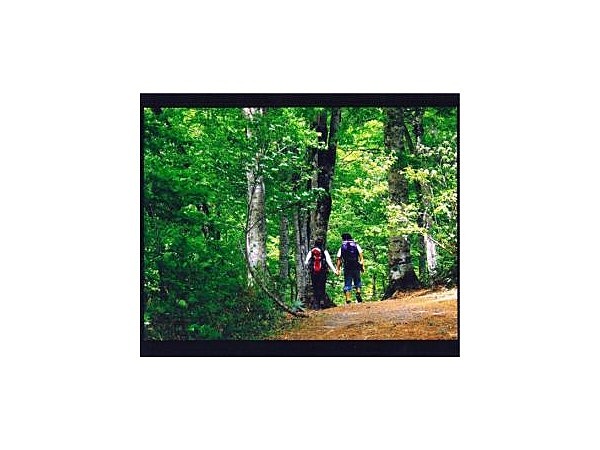 奥裾花自然園内ハイキングコース