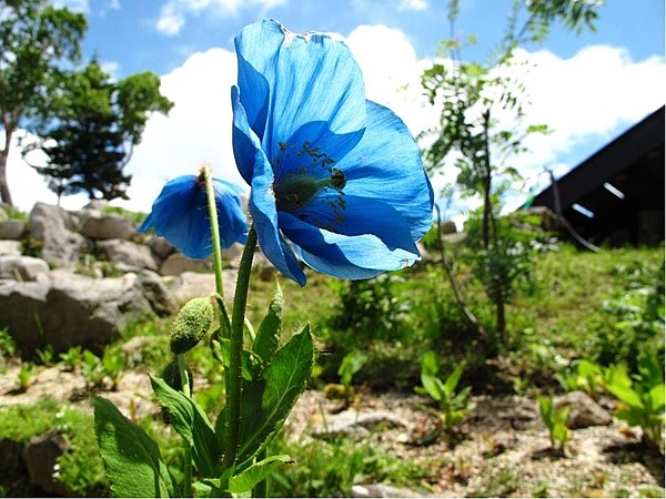 北志賀竜王　山野草ガーデン