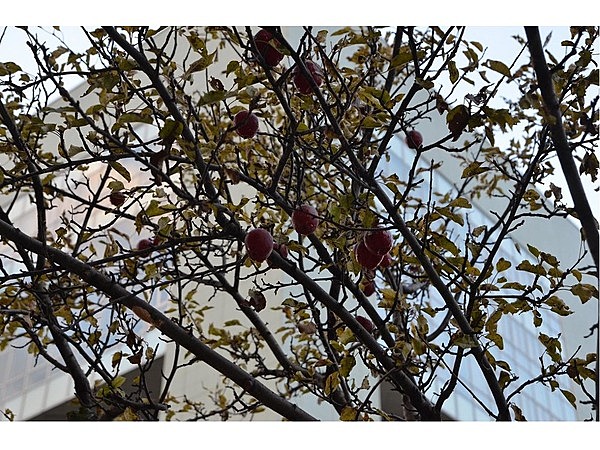 長野駅近辺の街路樹