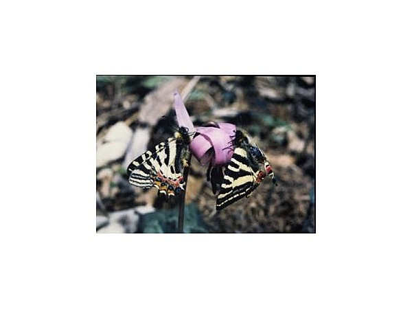 古川寺のカタクリ