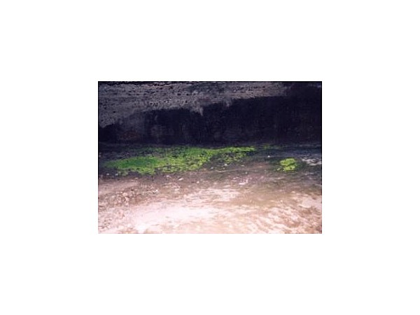 岩村田ヒカリゴケ自生地