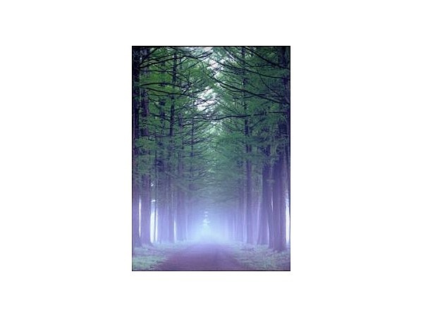 茨城牧場長野支場のカラマツ並木