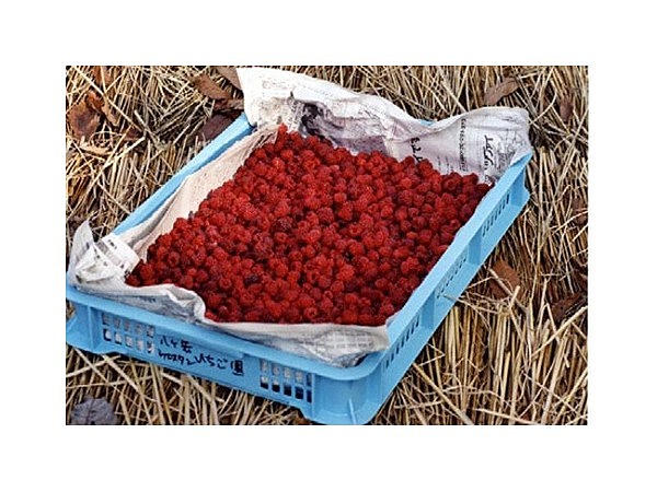 八ヶ岳ウエスタンいちご農園