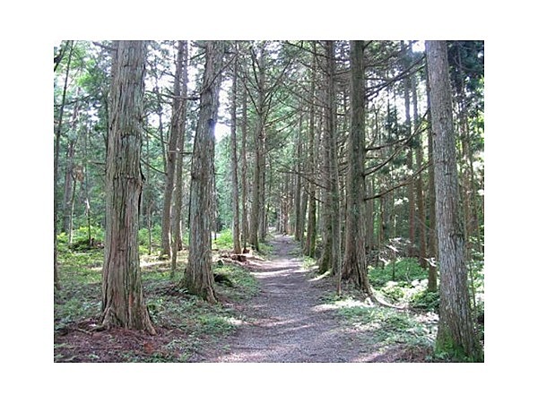 伊賀良神社の参道並木