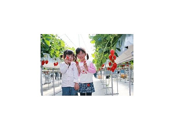 喬木村のイチゴ狩り