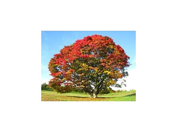 大峰高原七色大カエデ