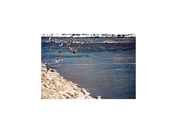 千曲川河川敷のコガモ・トモエガモ