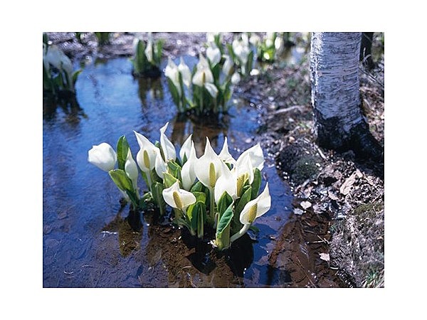 乗鞍高原の水芭蕉