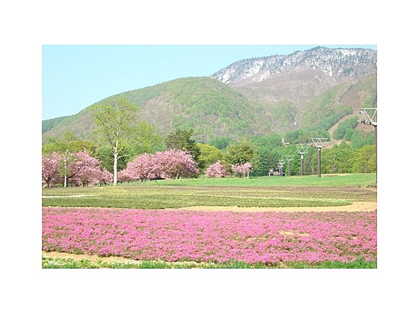 旬花咲く黒姫高原の芝桜