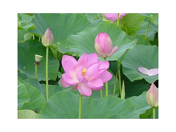 井戸尻遺跡の蓮の花