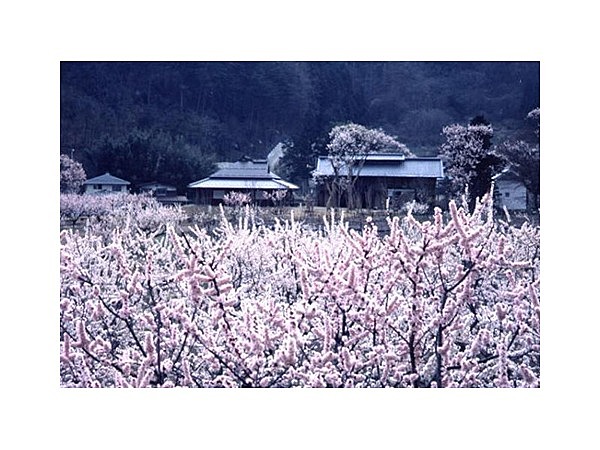 あんずの里スケッチパーク