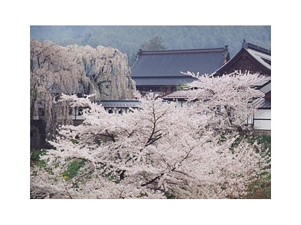 谷厳寺の桜