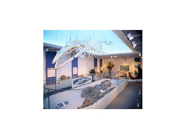 松本市四賀化石館