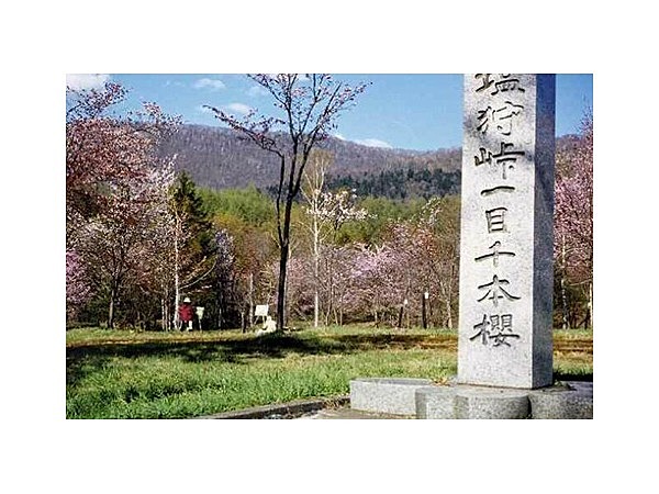 塩狩峠一目千本桜