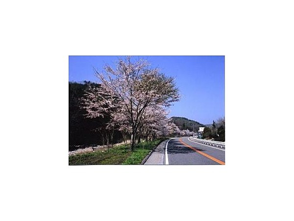 国道153号沿いの桜並木