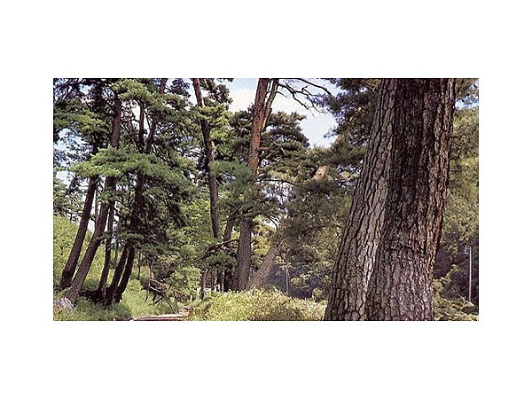 笠取峠の松並木