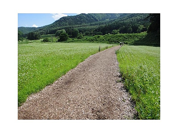 安曇野市堀金岩原地区のそばの花