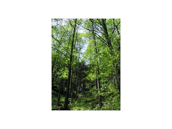 城山自然遊歩道