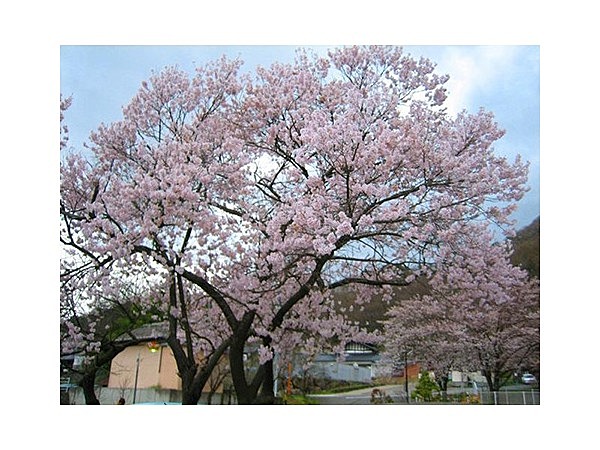 羽毛山堤の桜