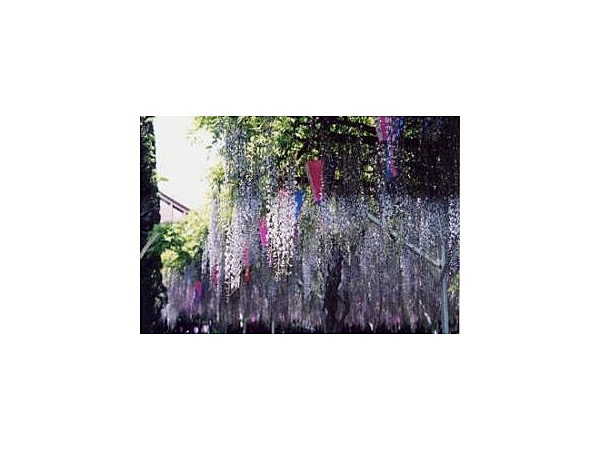 円満寺の藤の花