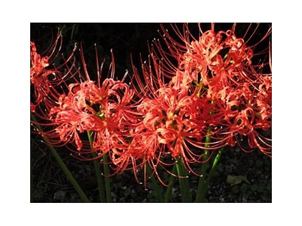 嶺岳寺のヒガンバナ