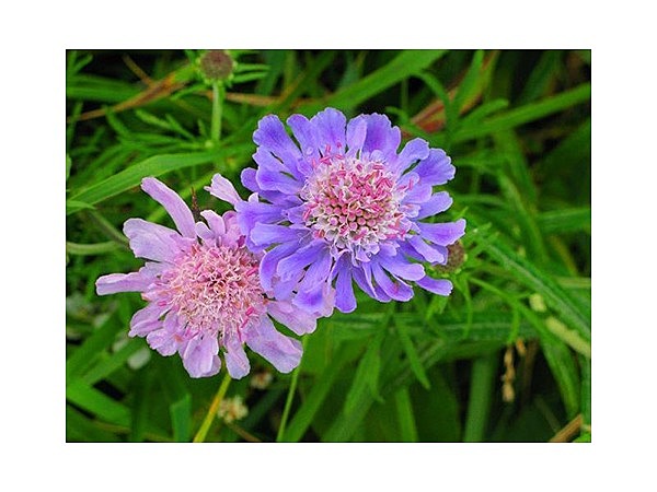 湯の丸高原(池の平)のマツムシソウ