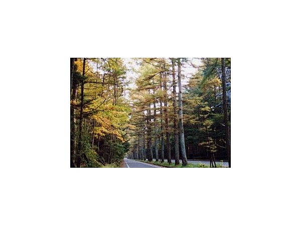 三笠通りのカラマツ並木