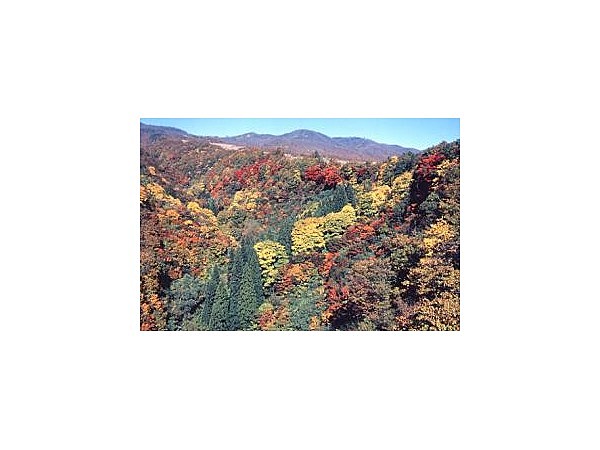 なべくら高原の紅葉
