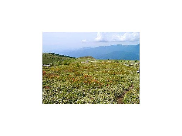 鉢伏山のレンゲツツジ