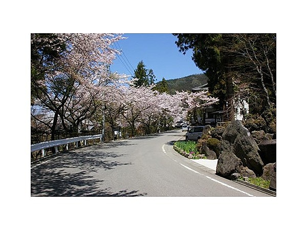 上林温泉街の桜