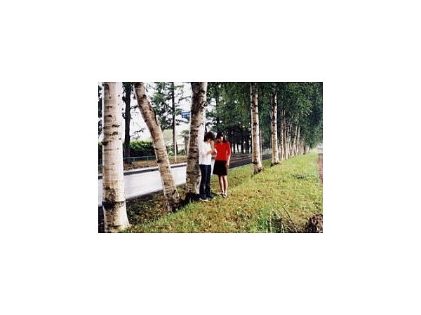 茨城牧場長野支場白樺並木