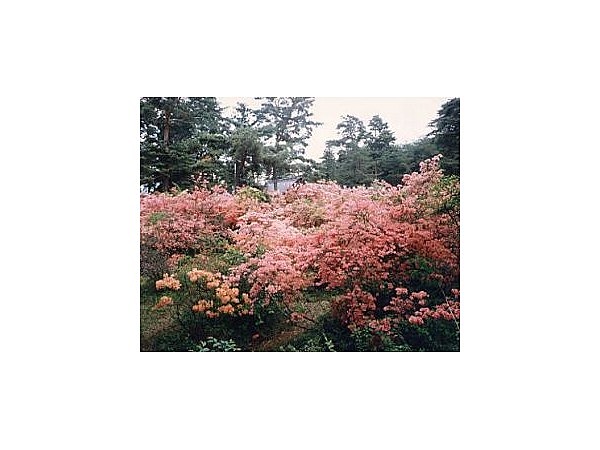 御屋敷公園(真田氏館跡)のヤマツツジ