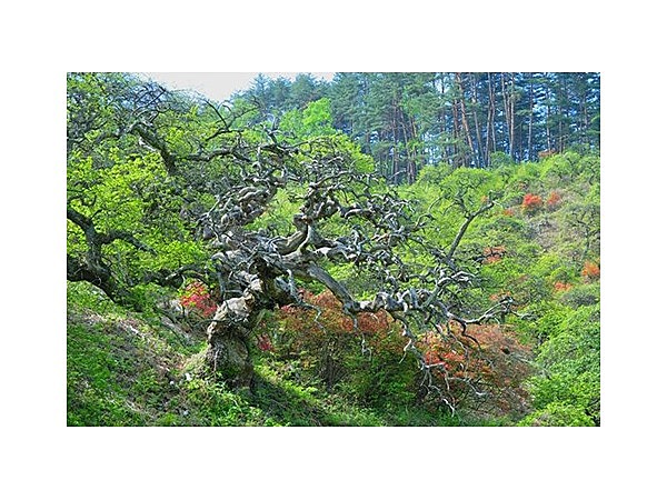 しだれ栗（長野県）