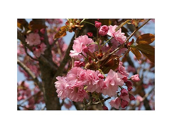 黒姫高原の八重桜