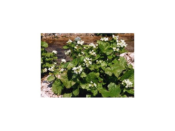 御法田のわさびの花