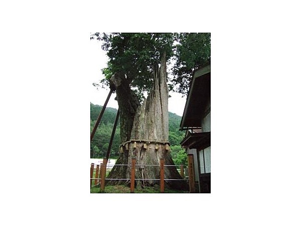 旗挙八幡宮の大ケヤキ