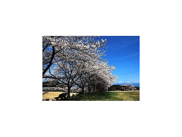 泰阜村総合グラウンド100本桜