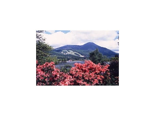 白樺高原のレンゲツツジ