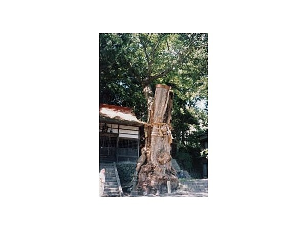 山寺白山社・八幡社合殿のケヤキ