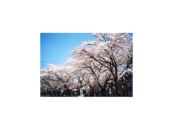 大宮の桜並木