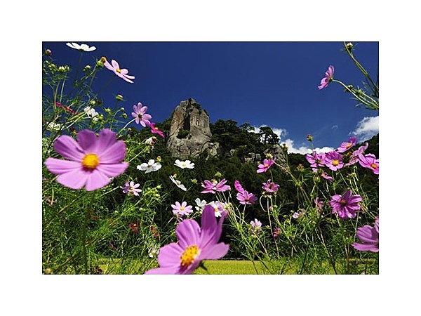 コスモス街道（長野県）