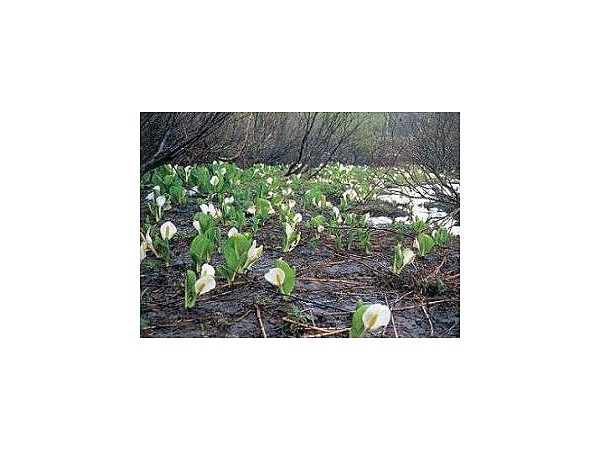 竜王山頂湿原の水芭蕉