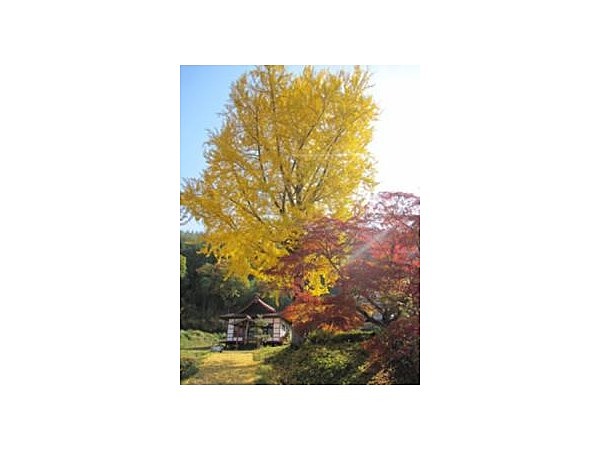 長福寺の大銀杏