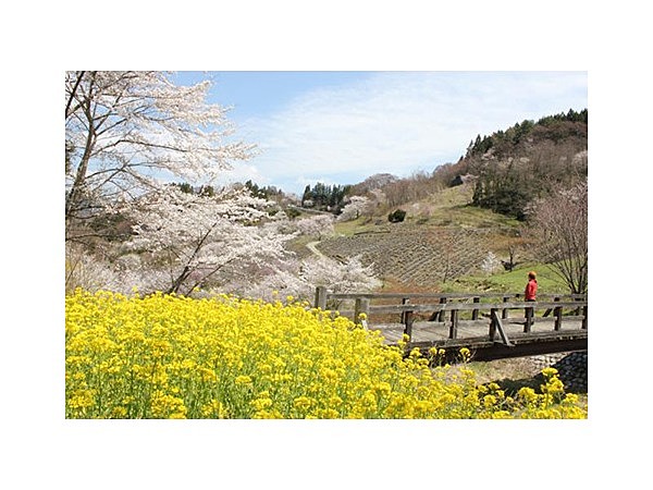 陸郷の山桜（夢の郷エリア）