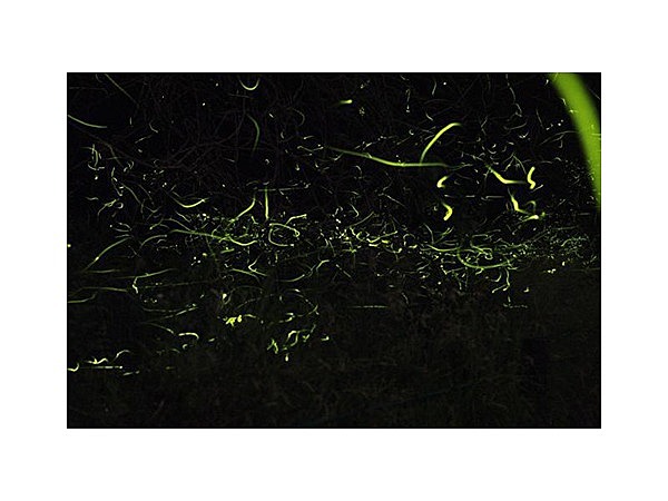 花見ほたるの里